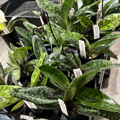 (IN BUDS NOW) Paph. (Shin -Yi Heart x Hung Sheng Bay) Bear'1' x Hung Sheng Gentle Girl Bear'4'