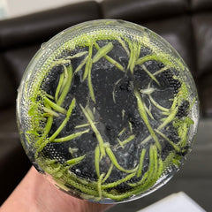TOP - Brassavola cucullata