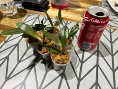 Phalaenopsis Allura 'Lady Margaret II' - Mottled leaved like Phal. Schilleriana