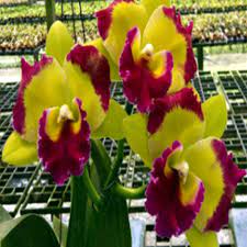 Cattleya Greenworth Lord ( Fragrant )