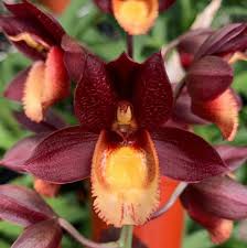 Ctsm. Portagee Star 'BLS' HCC/AOS X Ctsm. Chuck Taylor 'SVO'