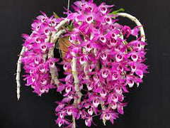Dendrobium parishii (Rare Species)