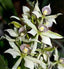 Anacheilium fragrans (Encyclia Fragrans)