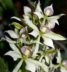 Anacheilium fragrans (Encyclia Fragrans) In Flower Sheath