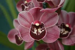 Cymbidium (Dural Flame X Dural Dream) 'Gina' x Cym. Spring Flame 'Blushing'