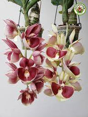 ( In Spike Now) Ctsm. Pileatum V. Imperale 'SVO Blood Red' X Ctsm. Tenebrosum 'ED Wise#2'