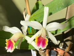 Cattleya rex (Moyobamba) x Cattleya luteola (Quintal)