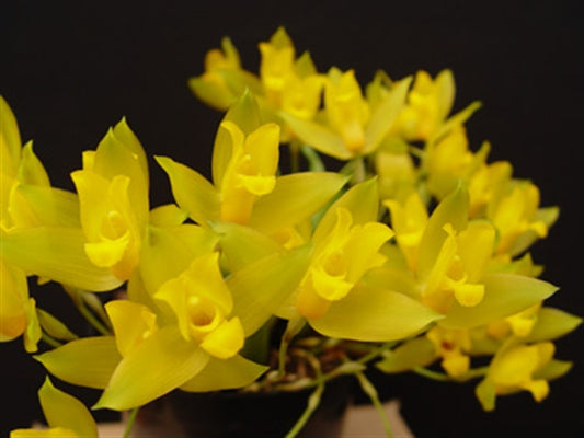Lycaste Aromatica ( Fragrant Species)