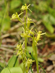 Liparis loeselii