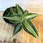 Aspidogyne argentea FLASK/TISSUE CULTURE