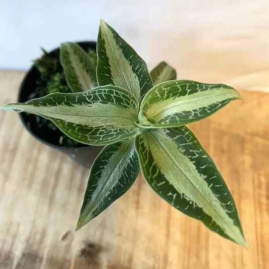 Aspidogyne argentea FLASK/TISSUE CULTURE