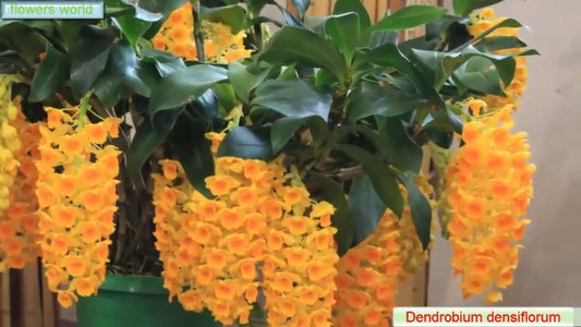 Dendrobium Densiflorum ( Mature Plant)