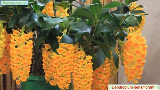 Dendrobium Densiflorum (Beautiful Fragrant Species)