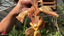 Coryhopea Predator (Coryanthes Golden Chalice x Stanhopea nigroviolacea)