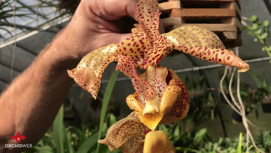 Coryhopea Predator (Coryanthes Golden Chalice x Stanhopea nigroviolacea)