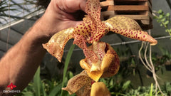Coryhopea Predator (Coryanthes Golden Chalice x Stanhopea nigroviolacea)