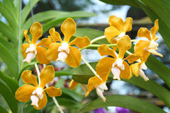 Vanda Denisoniana (Fragrant Species)
