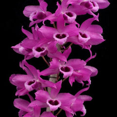 Flask OF Dendrobium Nestor (anosmum x parishii)