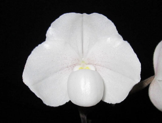 Paph. niveum x Paph. St Swithin