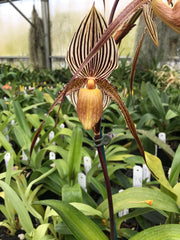Paph. niveum x Paph. St Swithin