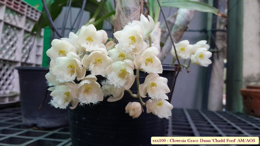 Clowesia Grace Dunn 'Chadd Ford' MERICLONE