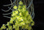 Chiloschista parishii (green) RARE LEAFLESS SPECIES