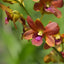 Dendrobium Ckaii Brown