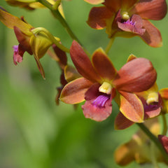 Dendrobium Ckaii Brown