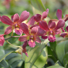 Dendrobium Senberry (Flowering Size Hardcane)