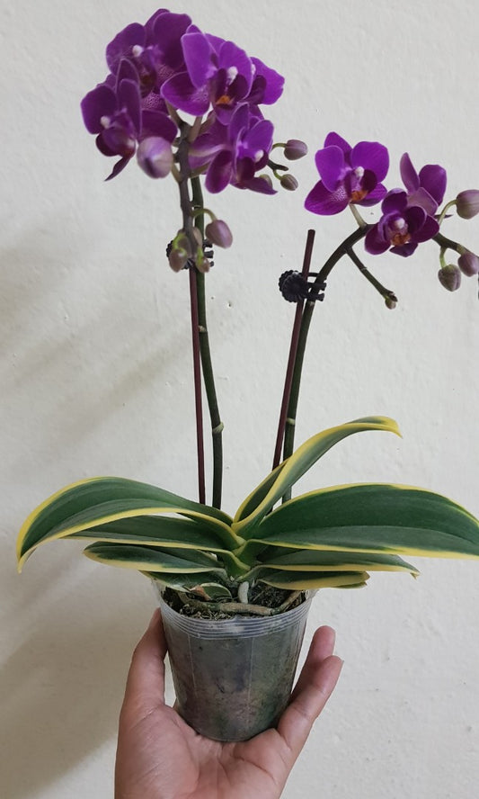(IN SPIKE NOW) Phalaenopsis Sogo Yenlin Coffee (Variegated)