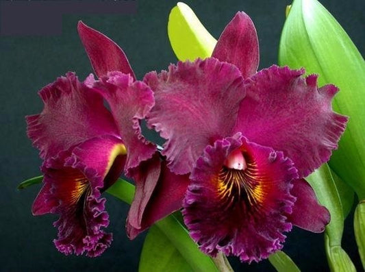 Blc. Chia Lin 'New City' ( Fragrant )