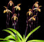 TOP - Paphiopedilum Angel Hair