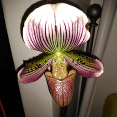 Paph. Hsinying 'Superwings'X Shin Yi Heart 'Jeff'