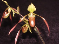 PAPH. MIRJAM BAUCH (GIGANTIFOLIUM X LOWII) MULTIFLORUS TYPE