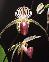 Paph. Lady Rothschild x Paph. Rothschildianum Red King x Paph. Lady Isabel