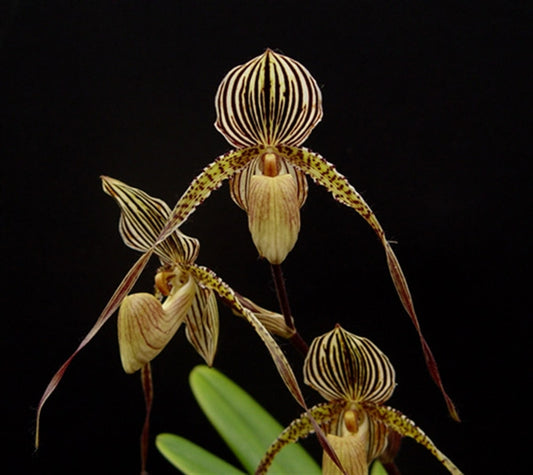 Paph. St Swithin 'Bear-1' x Paph. Wossner Black Wings 'Bear' (RARE MULTIFLORAL TYPE)