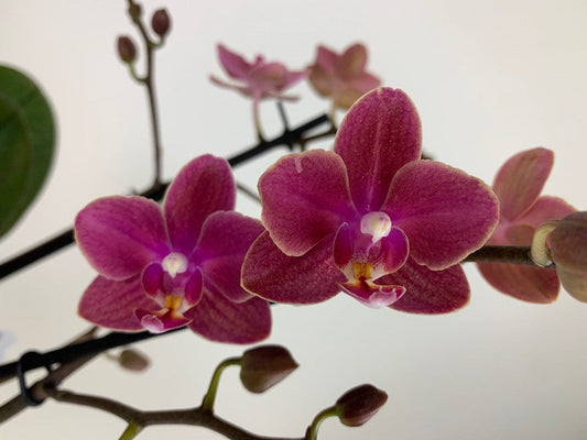 PAIR OF MOTTLED-LEAVED PHALAENOPSIS