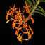 Renanthera monachica 'Big Spots' x sib (RARE SPECIES)