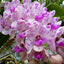 FLOWERING/ IN SPIKE RHYNCHOSTYLIS PLY (FOXTAIL ORCHID)