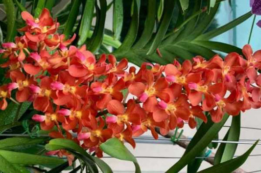 (IN SPIKE NOW) Rhynchoides Bangkok Sunset X Renanthera Storiei (Fragrant)