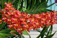 (IN SPIKE NOW) Rhynchoides Bangkok Sunset X Renanthera Storiei (Fragrant)