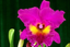 Rlc. King of Taiwan 'Splendiferous'