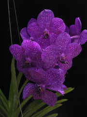 Ascocenda Princess Mikasa Blue