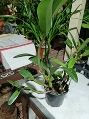 ORCHID - Cattleya Bowringiana var. Coerulea - SPECIES - RARE COLOUR FORM