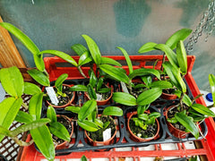 Cattleya Tigrina Products