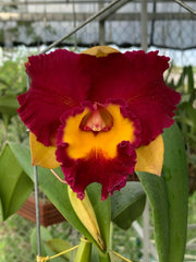 Cattleya Rungnapha Fancy