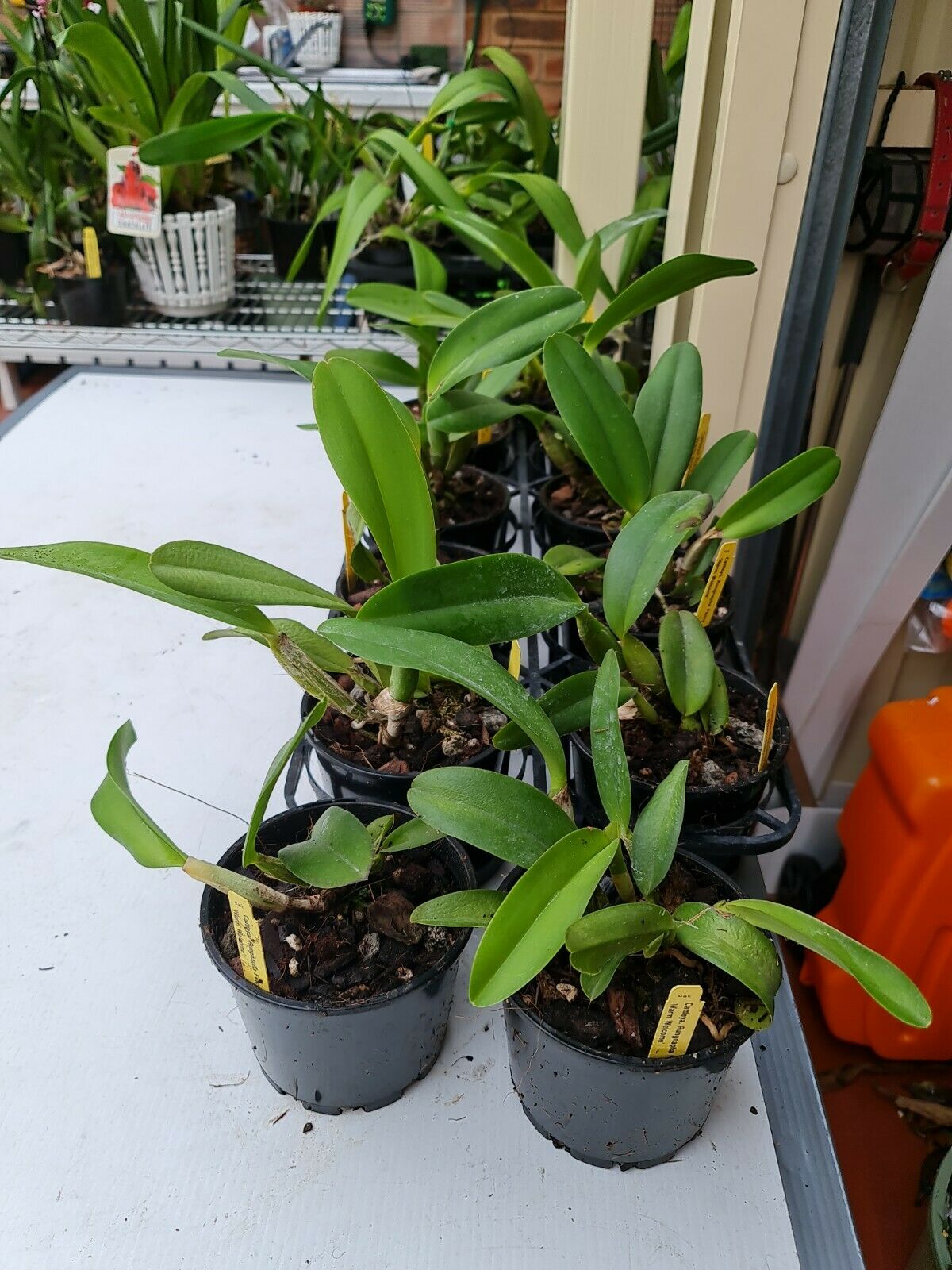 Cattleya Rungnapha Fancy