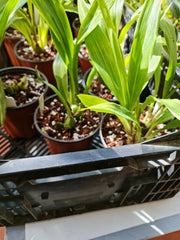 Zygopetalum Artur Elle (Unusal Variety)