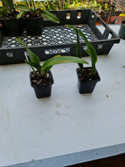 Blc. Salinao Beauty 'Hot Lips' 4n x Lc. Luminosa 'Medelin' 4n