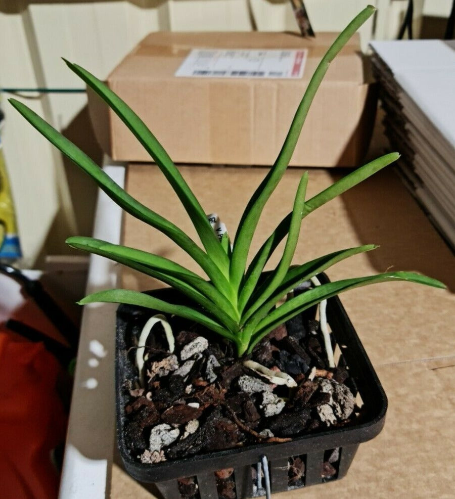 Ascocenda Princess Mikasa Blue